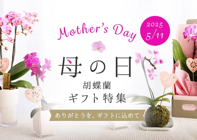 胡蝶蘭 母の日ギフト特集 Phalaenopsis Orchids