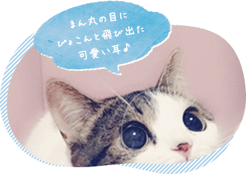 猫カーテン