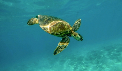 ハワイのウミガメ