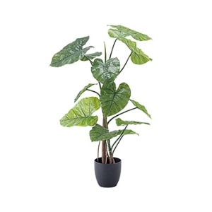 観葉植物・お花