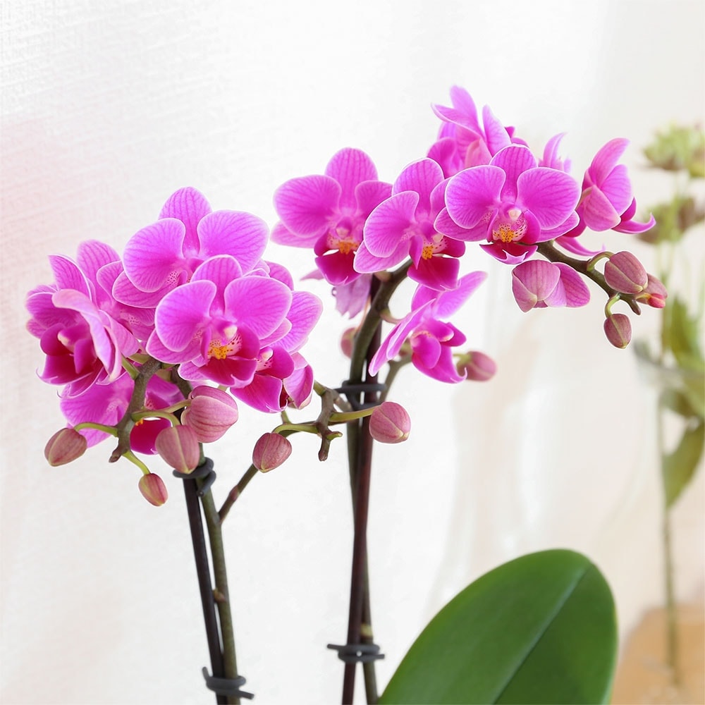 テーブル胡蝶蘭2WAYボックス入り 商品画像01