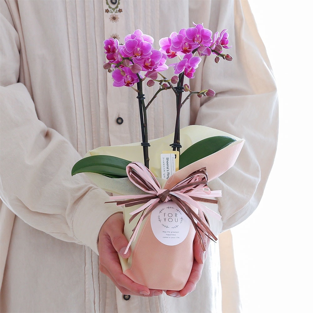 テーブル胡蝶蘭2WAYボックス入り 商品画像02