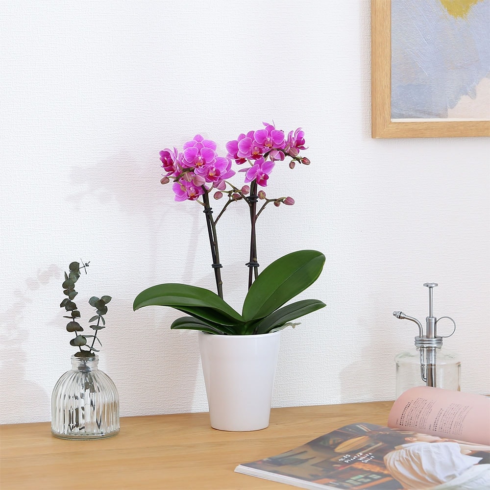 テーブル胡蝶蘭2WAYボックス入り 商品画像03