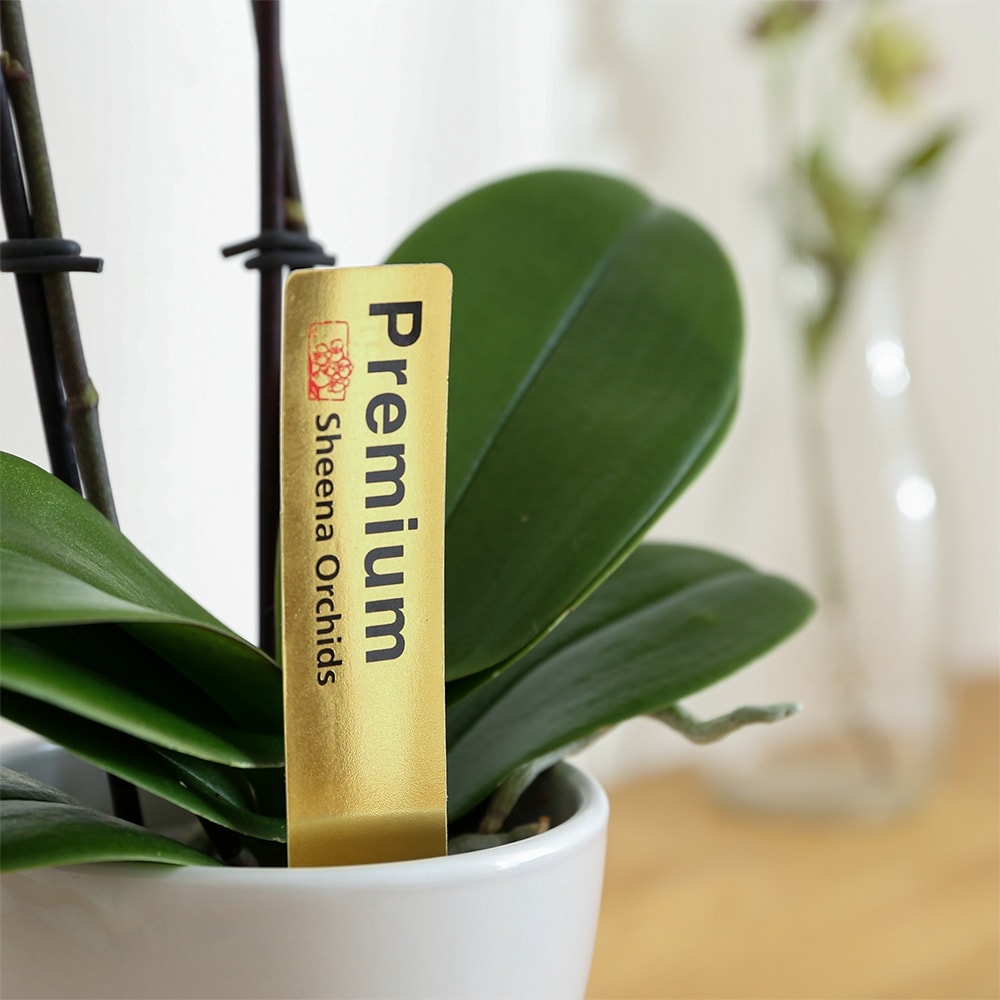 テーブル胡蝶蘭2WAYボックス入り 商品画像04