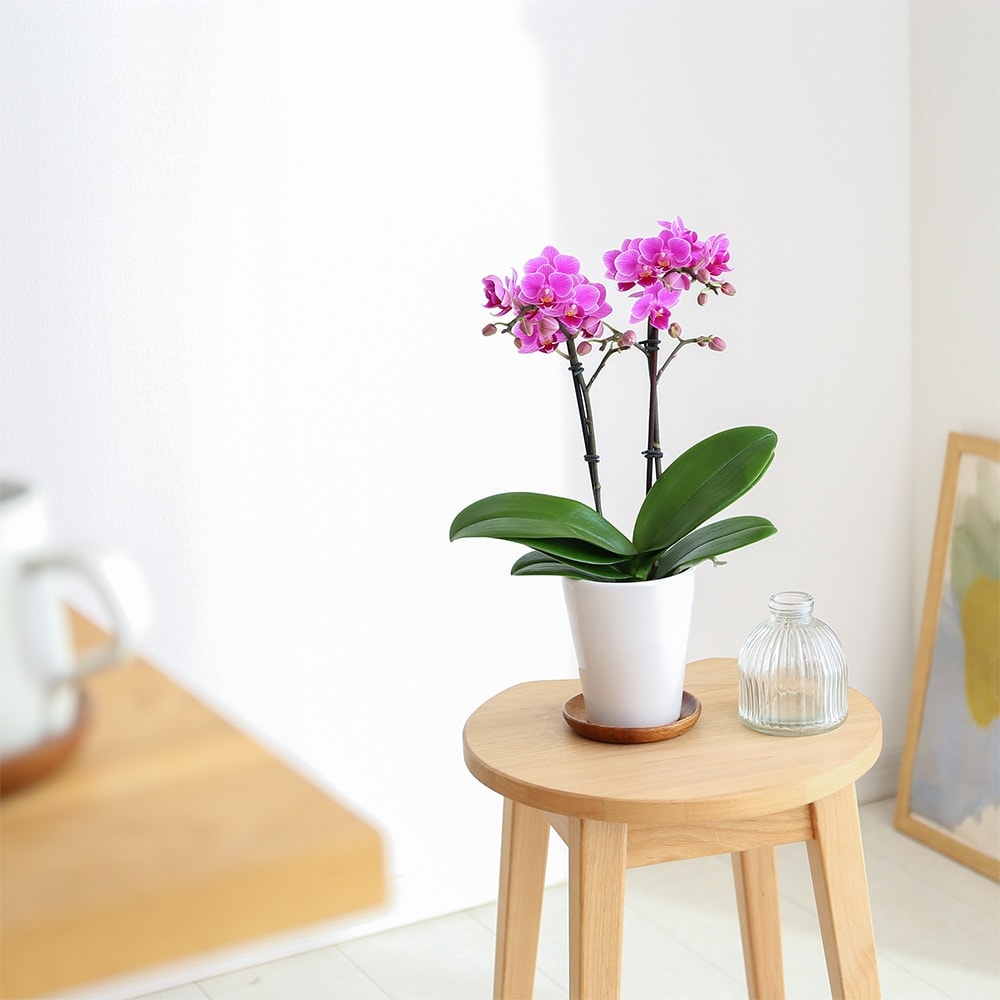 テーブル胡蝶蘭2WAYボックス入り 商品画像05