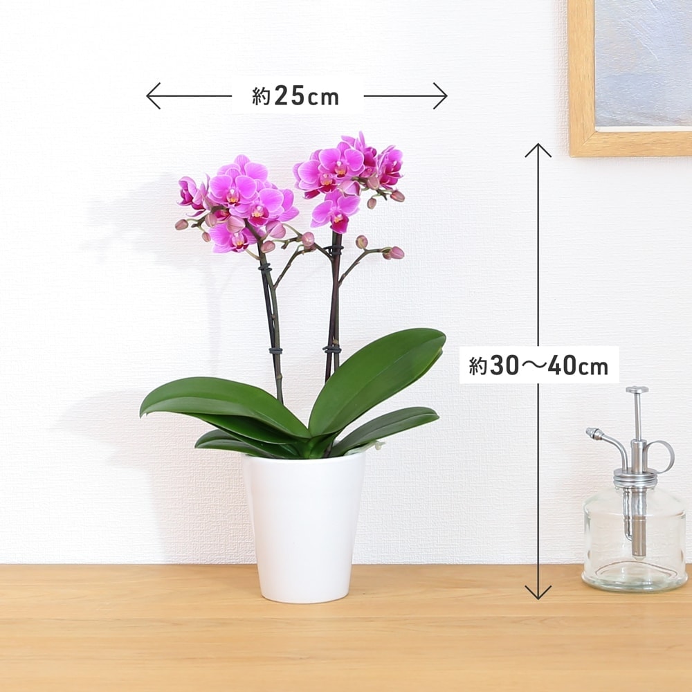 テーブル胡蝶蘭2WAYボックス入り 商品画像06