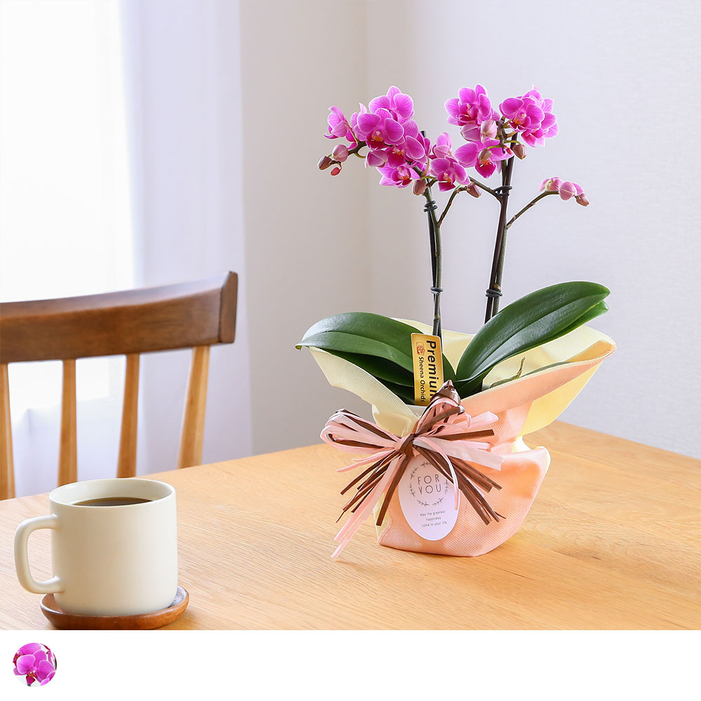 テーブル胡蝶蘭2WAYボックス入り