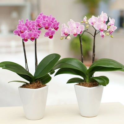 テーブル胡蝶蘭